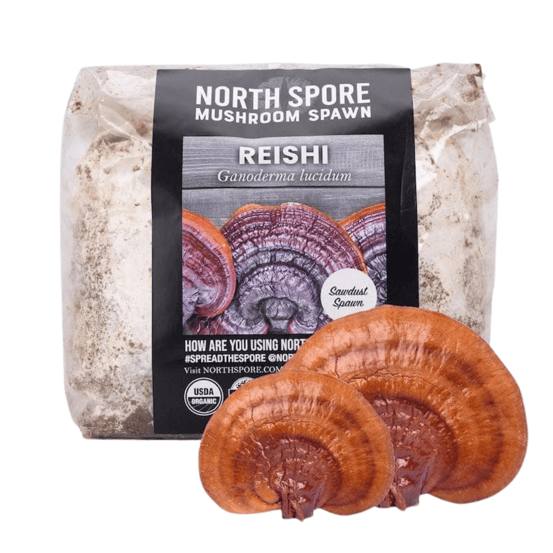 Organic Red Reishi Mushroom Sawdust Spawn North Spore