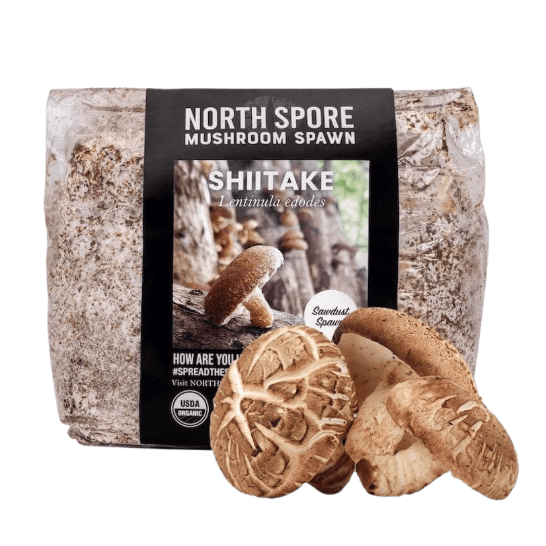 Organic Shiitake Mushroom Sawdust Spawn North Spore