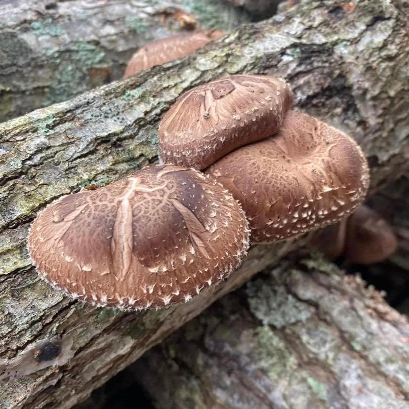 Organic Shiitake Mushroom Sawdust Spawn North Spore