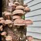 Organic Shiitake Mushroom Sawdust Spawn North Spore