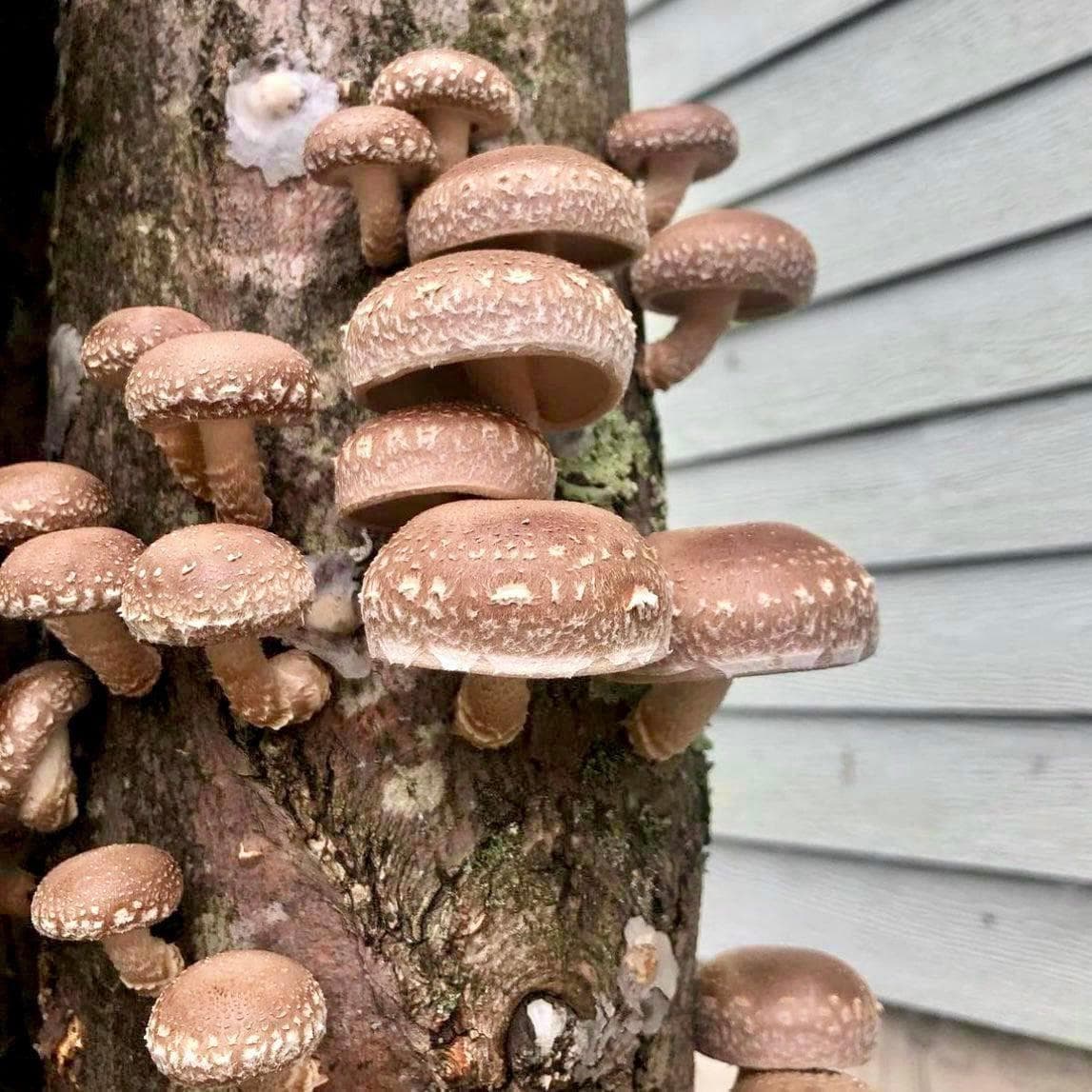 Organic Shiitake Mushroom Sawdust Spawn North Spore