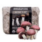 Organic Wine Cap Mushroom Sawdust Spawn North Spore