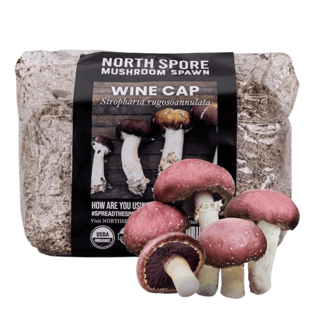 Organic Wine Cap Mushroom Sawdust Spawn North Spore