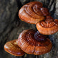 Organic Red Reishi Mushroom Sawdust Spawn North Spore