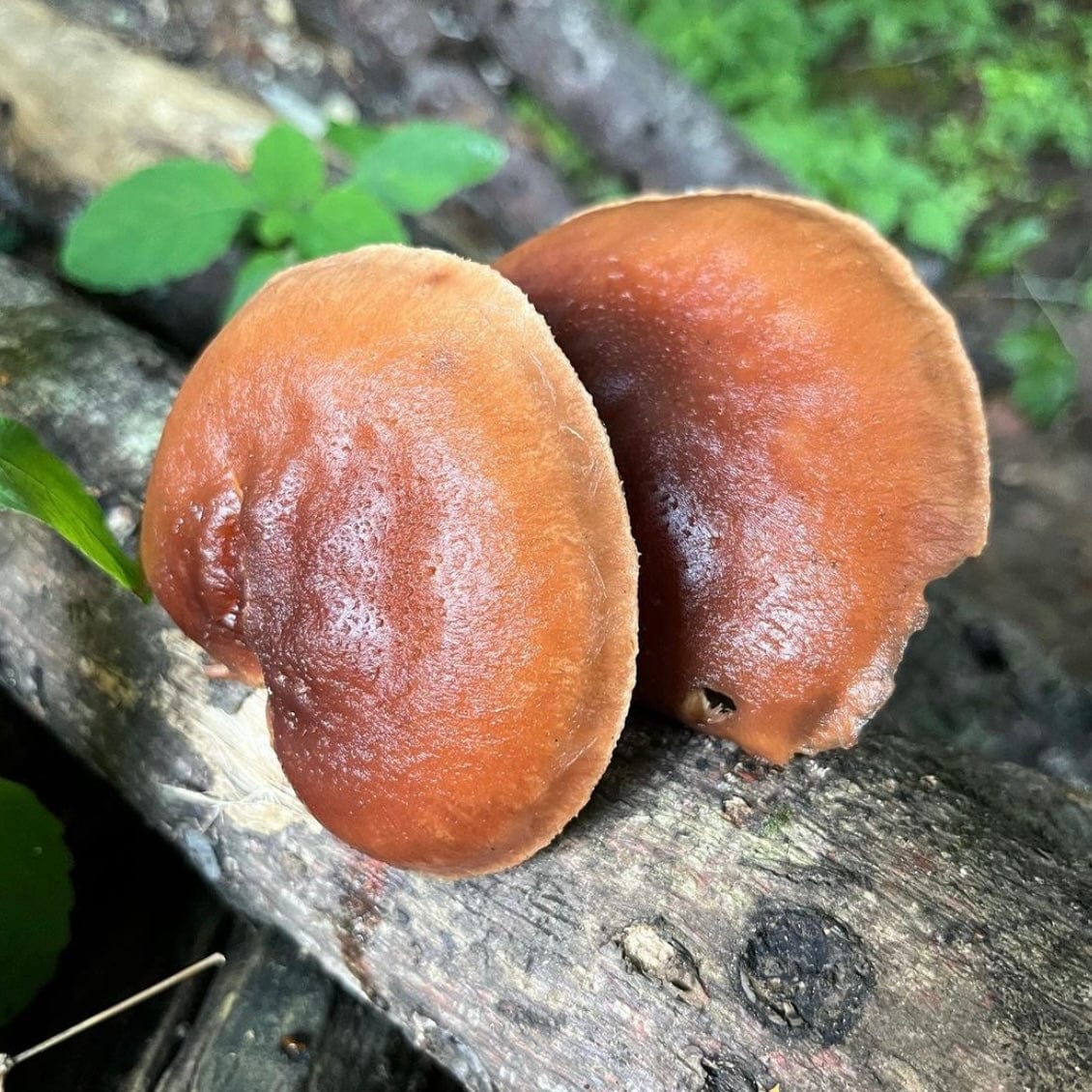 Organic Red Reishi Mushroom Sawdust Spawn North Spore