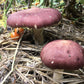 Organic Wine Cap Mushroom Sawdust Spawn North Spore