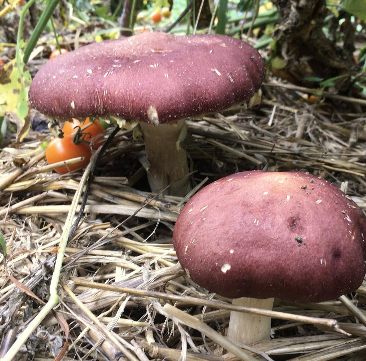 Organic Wine Cap Mushroom Sawdust Spawn North Spore