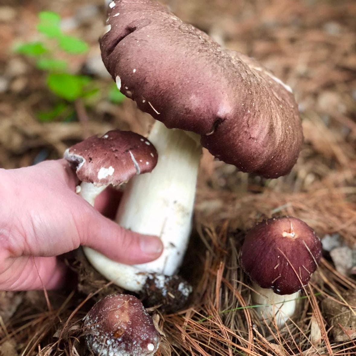 Organic Wine Cap Mushroom Sawdust Spawn North Spore