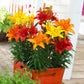 Lilium Asiatic Sunset Blend (Pack of 8) Grow Organic