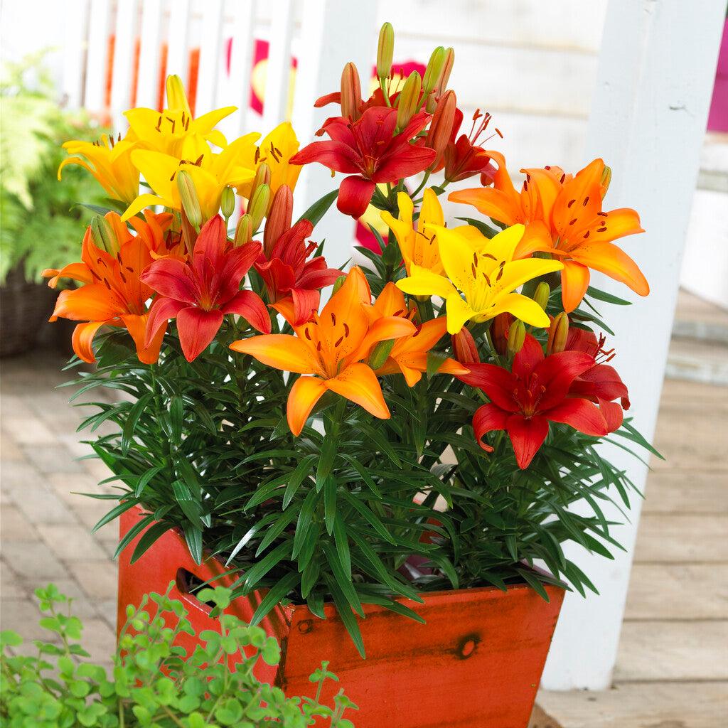 Lilium Asiatic Sunset Blend (Pack of 8) Grow Organic
