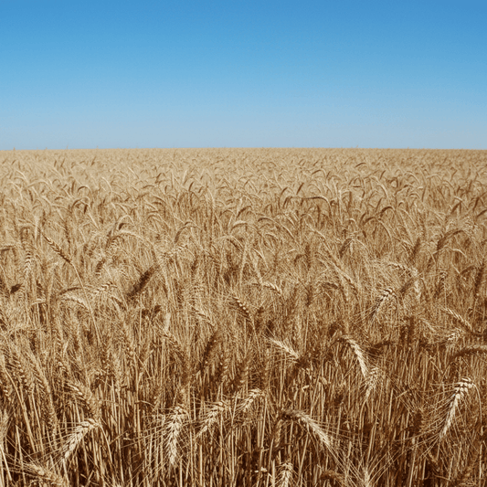 Organic Hard Red Winter Wheat Seed (lb)