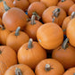 Small Sugar Pumpkin Seeds (Organic) Peaceful Valley