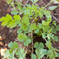 Cilantro Seeds (Organic) Peaceful Valley