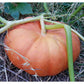 Cinderella Pumpkin Seeds (Organic) Peaceful Valley