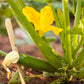 Dark Green Zucchini Summer Squash Seeds (Organic) Peaceful Valley