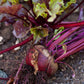 Bull's Blood Beet Seeds (Organic) Peaceful Valley