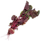 Bull's Blood Beet Seeds (Organic) Peaceful Valley