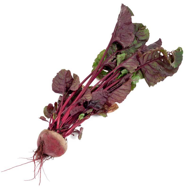 Bull's Blood Beet Seeds (Organic) Peaceful Valley