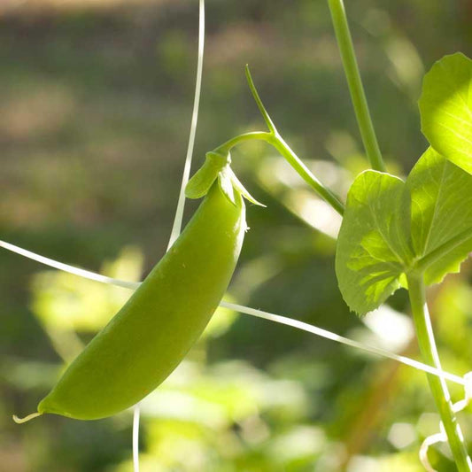 Organic Cascadia Sugar Snap Pea Grow Organic