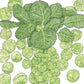 Darkmar 21 Brussels Sprouts Seeds (Organic) Peaceful Valley