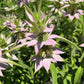 Spotted Beebalm Seeds (Organic) Hudson Valley Seed Company
