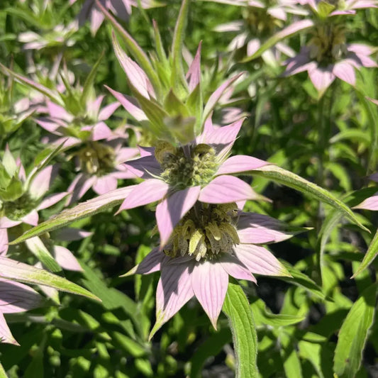 Spotted Beebalm Seeds (Organic) Hudson Valley Seed Company