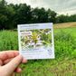 Spotted Beebalm Seeds (Organic) Hudson Valley Seed Company