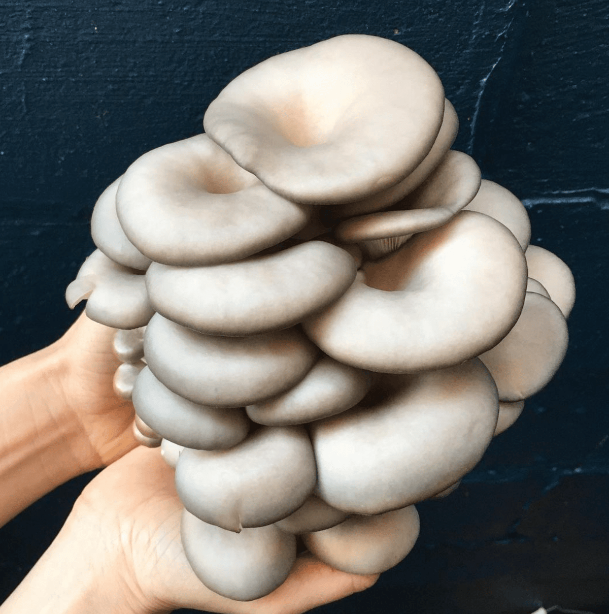 Organic Blue Oyster ‘Spray & Grow’ Mushroom Growing Kit North Spore