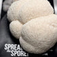 Organic Lion's Mane ‘Spray & Grow’ Mushroom Growing Kit North Spore