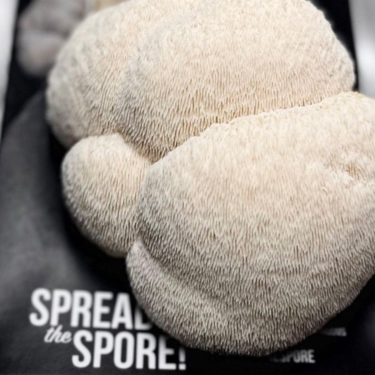 Organic Lion's Mane ‘Spray & Grow’ Mushroom Growing Kit North Spore