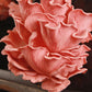 Organic Pink Oyster ‘Spray & Grow’ Mushroom Growing Kit North Spore