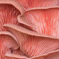 Organic Pink Oyster ‘Spray & Grow’ Mushroom Growing Kit North Spore