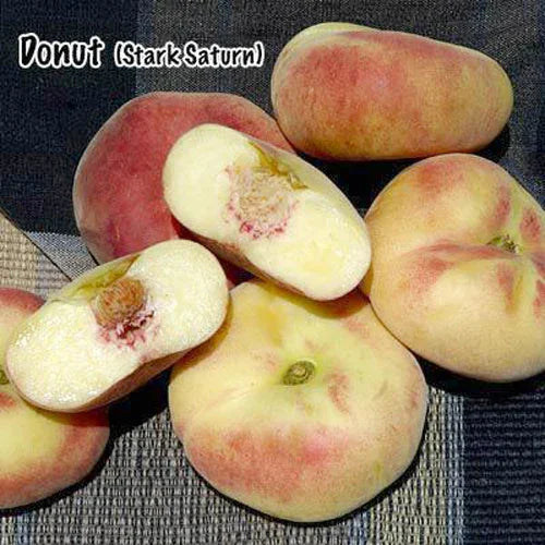 Stark Saturn Peach Tree Grow Organic