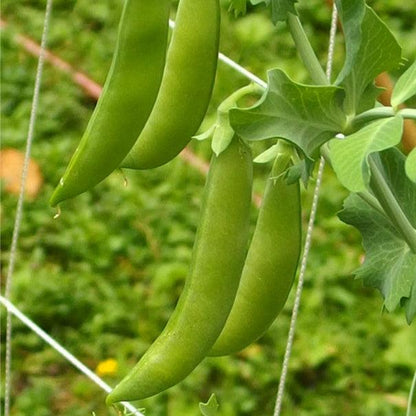 Sugar Daddy Pea Seeds (Organic) Peaceful Valley