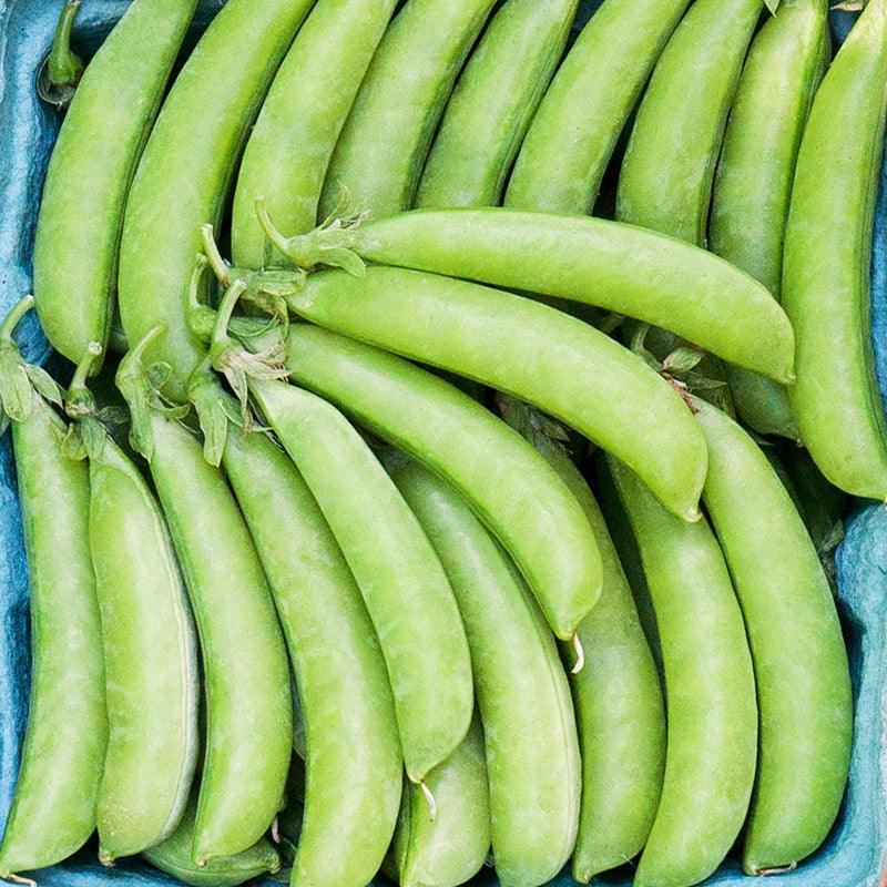 Sugar Snap Pea Seeds (Organic) Peaceful Valley