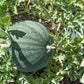 Sugar Baby Watermelon Seeds (Organic) Peaceful Valley