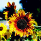 Autumn Beauty Sunflower (Organic) Southern Exposure Seed Exchange