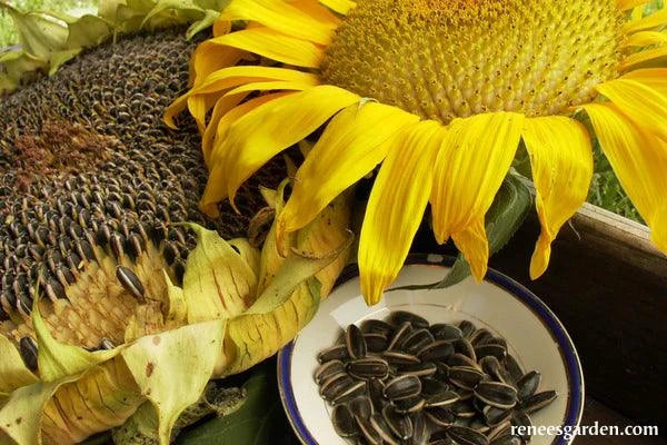 Sunflower Snack Seeds Renee's Garden