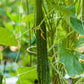 Suyo Long Cucumber Seeds (Organic) Peaceful Valley