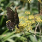 Swallowtail Fennel Renee's Garden