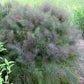 Swallowtail Fennel Renee's Garden