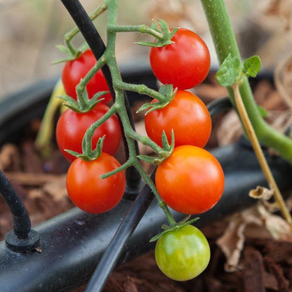 Sweetie Tomato Seeds (Organic) Peaceful Valley
