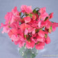 Strawberry Fields Sweet Pea Renee's Garden