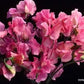Strawberry Fields Sweet Pea Renee's Garden