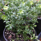 Organic Sweet Woodruff (1 Gallon) Grow Organic