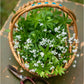 Organic Sweet Woodruff (1 Gallon) Grow Organic