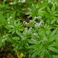 Organic Sweet Woodruff (1 Gallon) Grow Organic