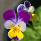 Johnny Jump Up Viola 1/4lb Grow Organic