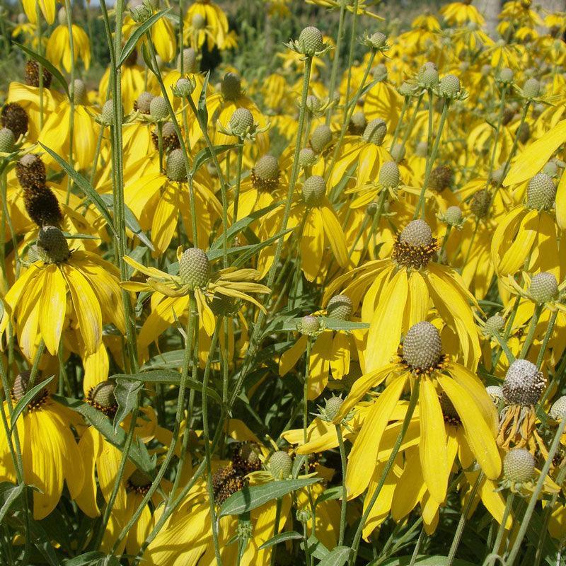 Coneflower, Yellow Prairie (1/4 lb) Grow Organic