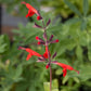 Sage, Scarlet (1/4 lb) Grow Organic